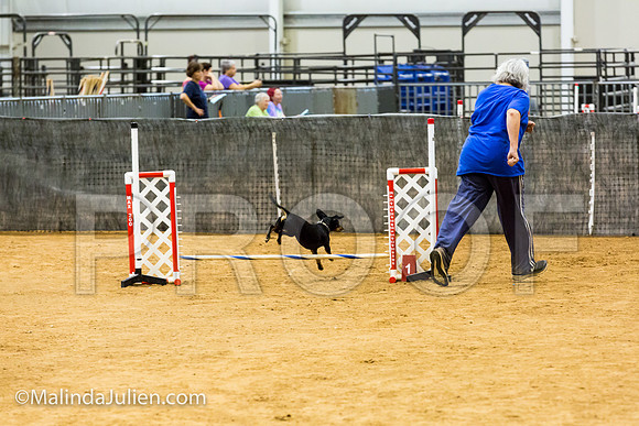 Agility JWW Exc 8 Sat All American Dog Zorro-JJJ_0034-ACDCA2018-HR3