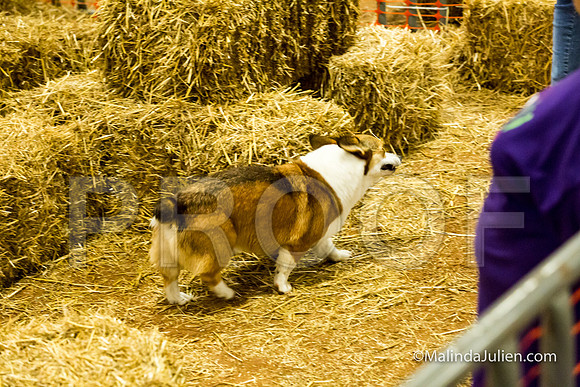 Pembroke Welsh Corgi Buddy Jennifer Toth-JJJ_3862-HR3