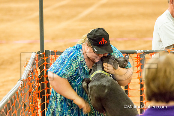 Weimaraner Mojo Cristi Theriot-JJJ_3904-HR3