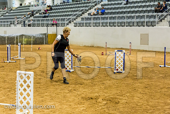 Agility JWW Exc 8 Sat Border Terrier Nutmeg-JJJ_0008-ACDCA2018-HR3
