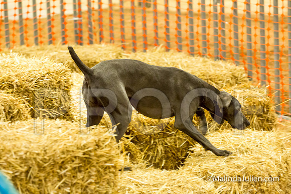Weimaraner Q Cristi Theriot-JJJ_3555-HR3