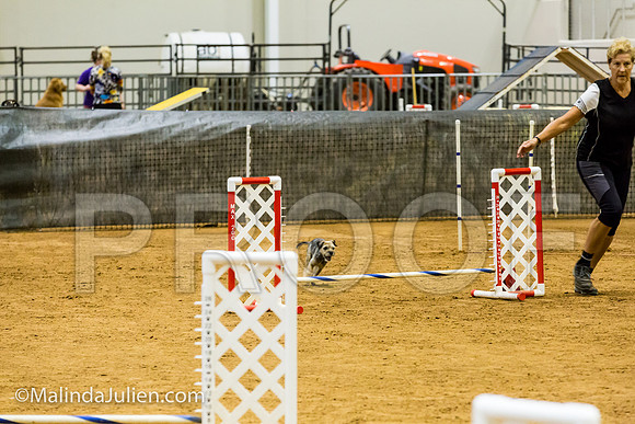 Agility JWW Exc 8 Sat Border Terrier Nutmeg-JJJ_0015-ACDCA2018-HR3