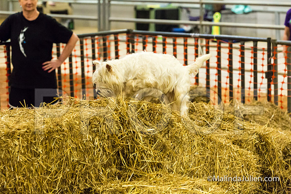 West Highland White Terrier Mac Elizabeth Jones-JJJ_3840-HR3