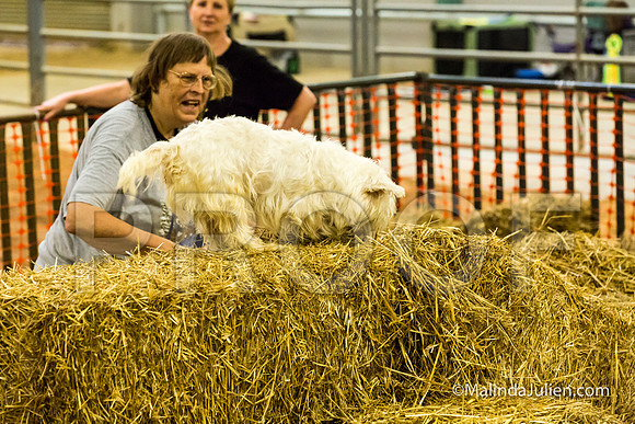 West Highland White Terrier Mac Elizabeth Jones-JJJ_3846-HR3