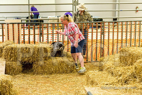 German Shorthaired Pointer Harper Susan Matthew-JJJ_3505-HR3