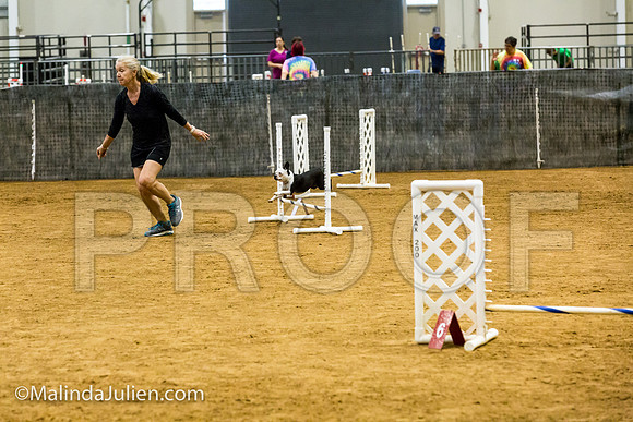 Agility JWW Exc 8 Sat Boston Terrier Pinkie-JJJ_0137-ACDCA2018-HR3