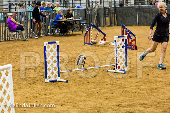 Agility JWW Exc 8 Sat Boston Terrier Pinkie-JJJ_0144-ACDCA2018-HR3