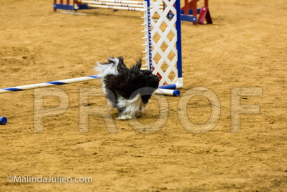 Agility JWW Exc 8 Sat Havanese Bexar-JJJ_0108-ACDCA2018-HR3