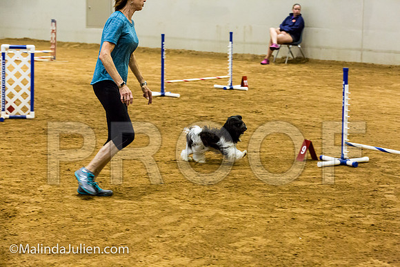 Agility JWW Exc 8 Sat Havanese Bexar-JJJ_0113-ACDCA2018-HR3