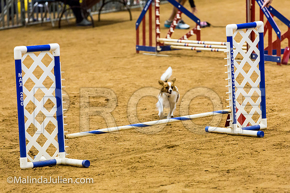 Agility JWW Exc 8 Sat Papillon Lilly-JJJ_9925-ACDCA2018-HR3