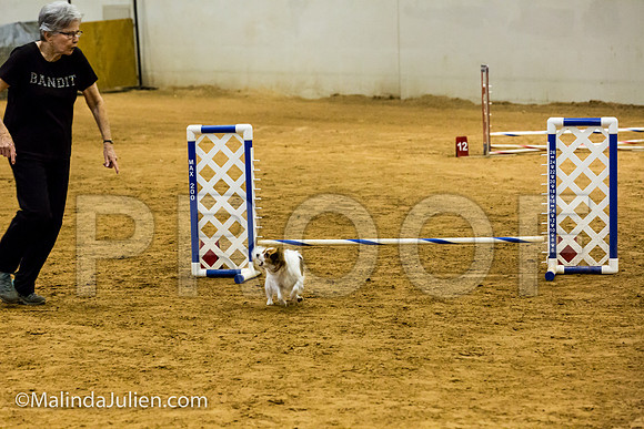 Agility JWW Exc 8 Sat Papillon Lilly-JJJ_9933-ACDCA2018-HR3