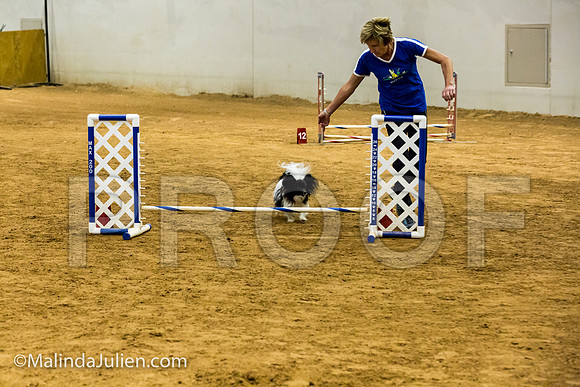 Agility JWW Exc 8 Sat Papillon Zorro-JJJ_9887-ACDCA2018-HR3