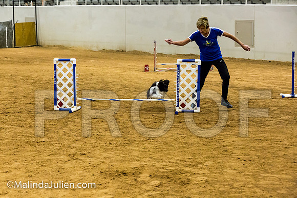 Agility JWW Exc 8 Sat Papillon Zorro-JJJ_9888-ACDCA2018-HR3