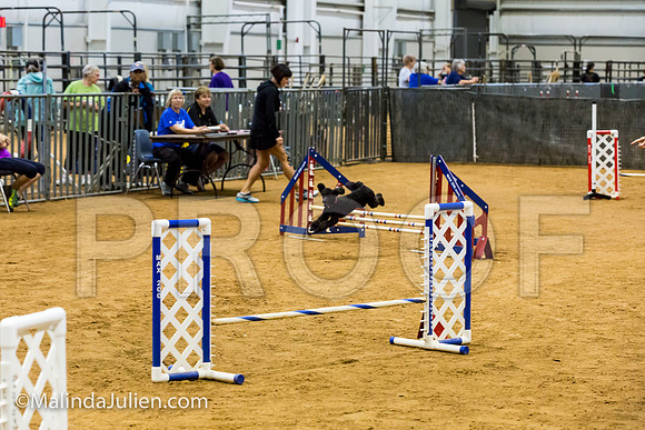 Agility JWW Exc 8 Sat Poodle Cher-JJJ_0488-ACDCA2018-HR3
