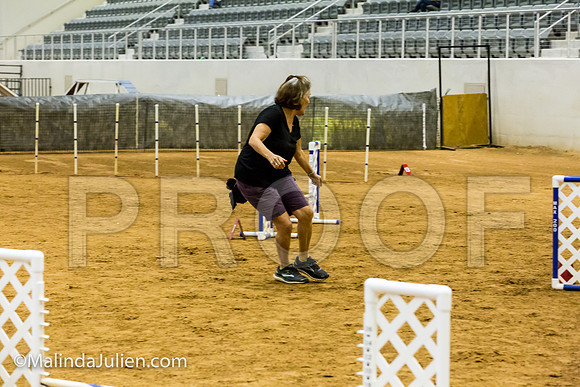 Agility JWW Exc 8 Sat Poodle Cher-JJJ_0493-ACDCA2018-HR3