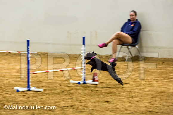 Agility JWW Exc 8 Sat Poodle Cher-JJJ_0502-ACDCA2018-HR3