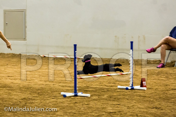 Agility JWW Exc 8 Sat Poodle Cher-JJJ_0503-ACDCA2018-HR3