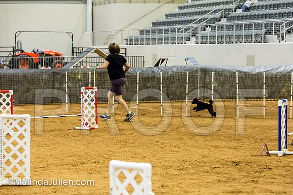Agility JWW Exc 8 Sat Poodle Cher-JJJ_0504-ACDCA2018-HR3