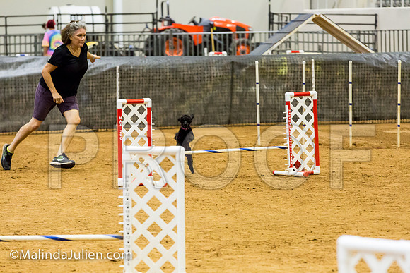 Agility JWW Exc 8 Sat Poodle Cher-JJJ_0505-ACDCA2018-HR3