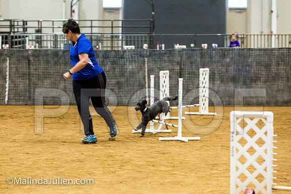 Agility JWW Exc 8 Sat Poodle DeeDee-JJJ_9962-ACDCA2018-HR3