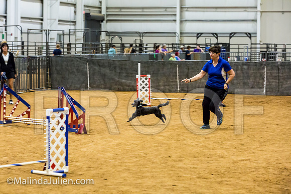 Agility JWW Exc 8 Sat Poodle DeeDee-JJJ_9963-ACDCA2018-HR3