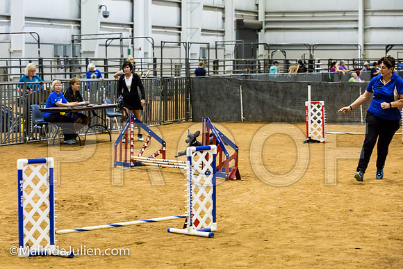 Agility JWW Exc 8 Sat Poodle DeeDee-JJJ_9965-ACDCA2018-HR3