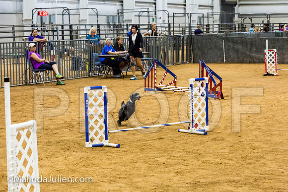 Agility JWW Exc 8 Sat Poodle DeeDee-JJJ_9966-ACDCA2018-HR3