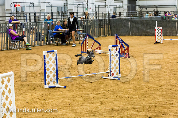 Agility JWW Exc 8 Sat Poodle DeeDee-JJJ_9967-ACDCA2018-HR3