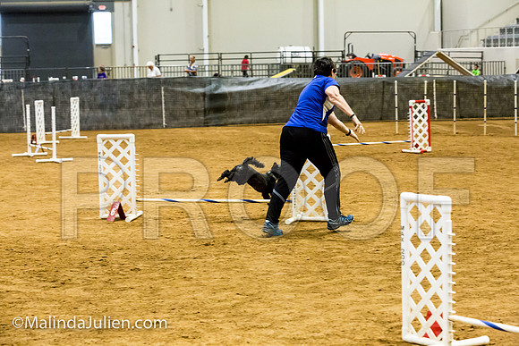 Agility JWW Exc 8 Sat Poodle DeeDee-JJJ_9971-ACDCA2018-HR3