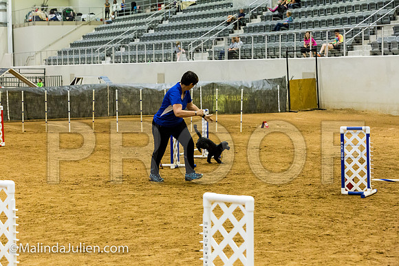 Agility JWW Exc 8 Sat Poodle DeeDee-JJJ_9972-ACDCA2018-HR3