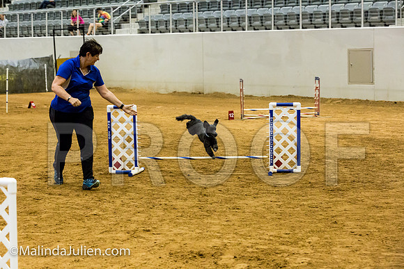 Agility JWW Exc 8 Sat Poodle DeeDee-JJJ_9974-ACDCA2018-HR3