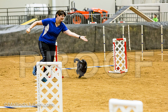 Agility JWW Exc 8 Sat Poodle DeeDee-JJJ_9983-ACDCA2018-HR3