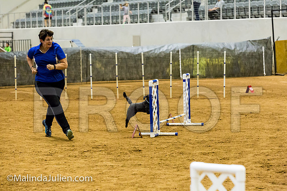 Agility JWW Exc 8 Sat Poodle DeeDee-JJJ_9984-ACDCA2018-HR3