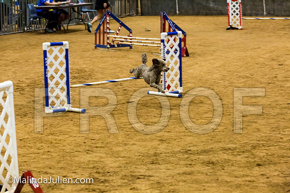 Agility JWW Exc 8 Sat Poodle Jagger-JJJ_0295-ACDCA2018-HR3