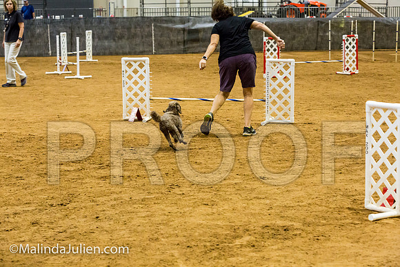 Agility JWW Exc 8 Sat Poodle Jagger-JJJ_0297-ACDCA2018-HR3