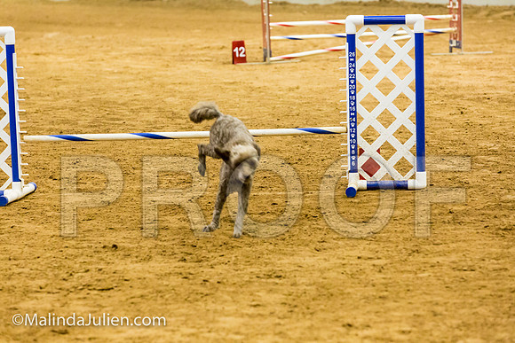 Agility JWW Exc 8 Sat Poodle Jagger-JJJ_0303-ACDCA2018-HR3