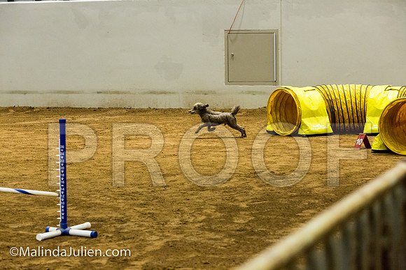 Agility JWW Exc 8 Sat Poodle Jagger-JJJ_0305-ACDCA2018-HR3