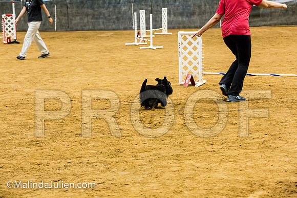 Agility JWW Exc 8 Sat Scottish Terrier Misty-JJJ_9837-ACDCA2018-HR3