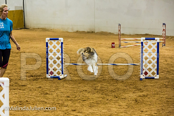 Agility JWW Exc 8 Sat Shetland Sheepdog Desi-JJJ_0533-ACDCA2018-HR3