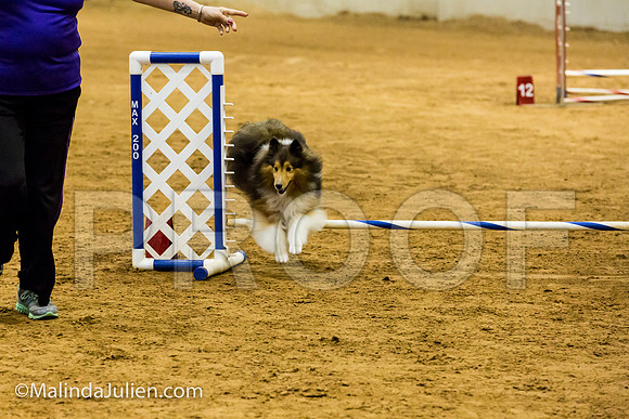 Agility JWW Exc 8 Sat Shetland Sheepdog Lilly-JJJ_0072-ACDCA2018-HR3