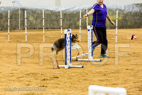 Agility JWW Exc 8 Sat Shetland Sheepdog Lilly-JJJ_0083-ACDCA2018-HR3