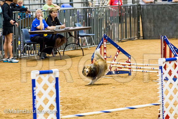 Agility JWW Exc 8 Sat Shetland Sheepdog Nike-JJJ_0408-ACDCA2018-HR3