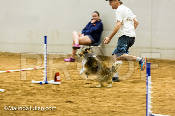 Agility JWW Exc 8 Sat Shetland Sheepdog Nike-JJJ_0420-ACDCA2018-HR3