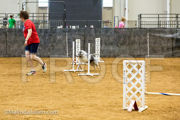 Agility JWW Exc 8 Sat Shetland Sheepdog Piper-JJJ_0442-ACDCA2018-HR3
