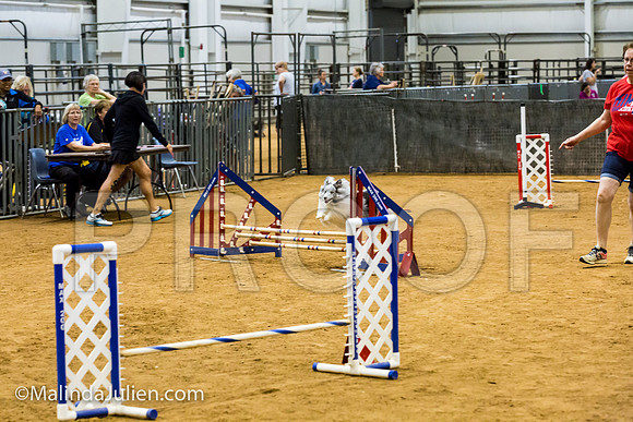 Agility JWW Exc 8 Sat Shetland Sheepdog Piper-JJJ_0445-ACDCA2018-HR3