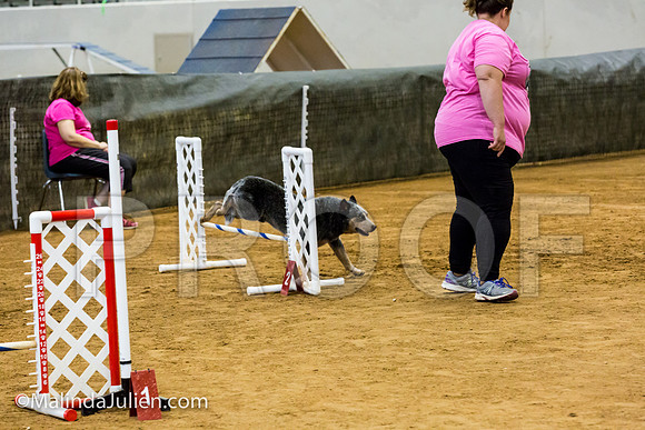 Agility JWW Nov 12 Sat Australian Cattle Dog James-JJJ_3201-ACDCA2018-HR3