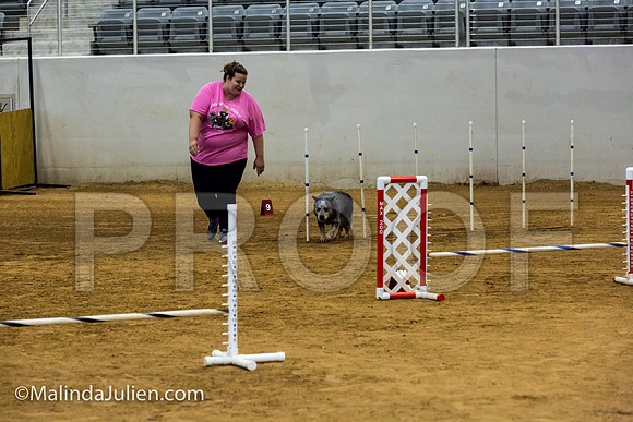Agility JWW Nov 12 Sat Australian Cattle Dog James-JJJ_3213-ACDCA2018-HR3