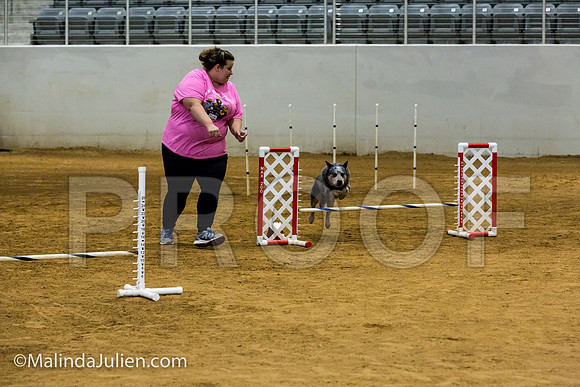 Agility JWW Nov 12 Sat Australian Cattle Dog James-JJJ_3214-ACDCA2018-HR3
