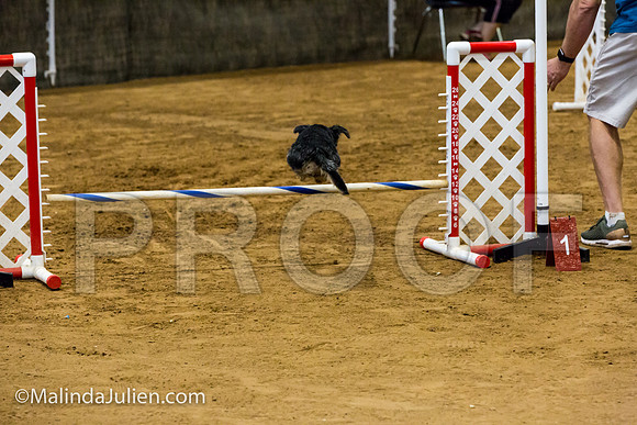 Agility JWW Nov 12 Sat Border Terrier Tilly-JJJ_3173-ACDCA2018-HR3
