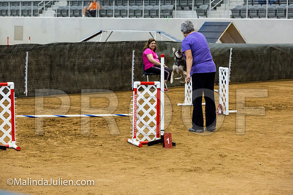 Agility JWW Nov 16 Sat All American Dog Bacon-JJJ_3227-ACDCA2018-HR3